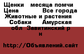 Щенки 4 месяца-помчи › Цена ­ 5 000 - Все города Животные и растения » Собаки   . Амурская обл.,Завитинский р-н